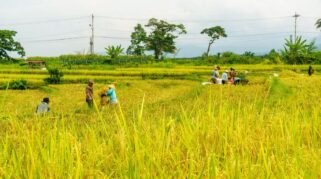 Target Penyerapan Beras Nasional